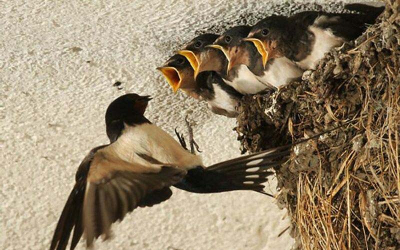 Hình ảnh đáng yêu của những chú chim yến trong tổ